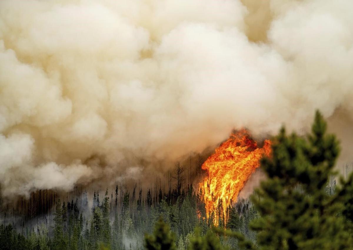 When Bush Becomes Firestorm: New Zealand's Wildfire Warning